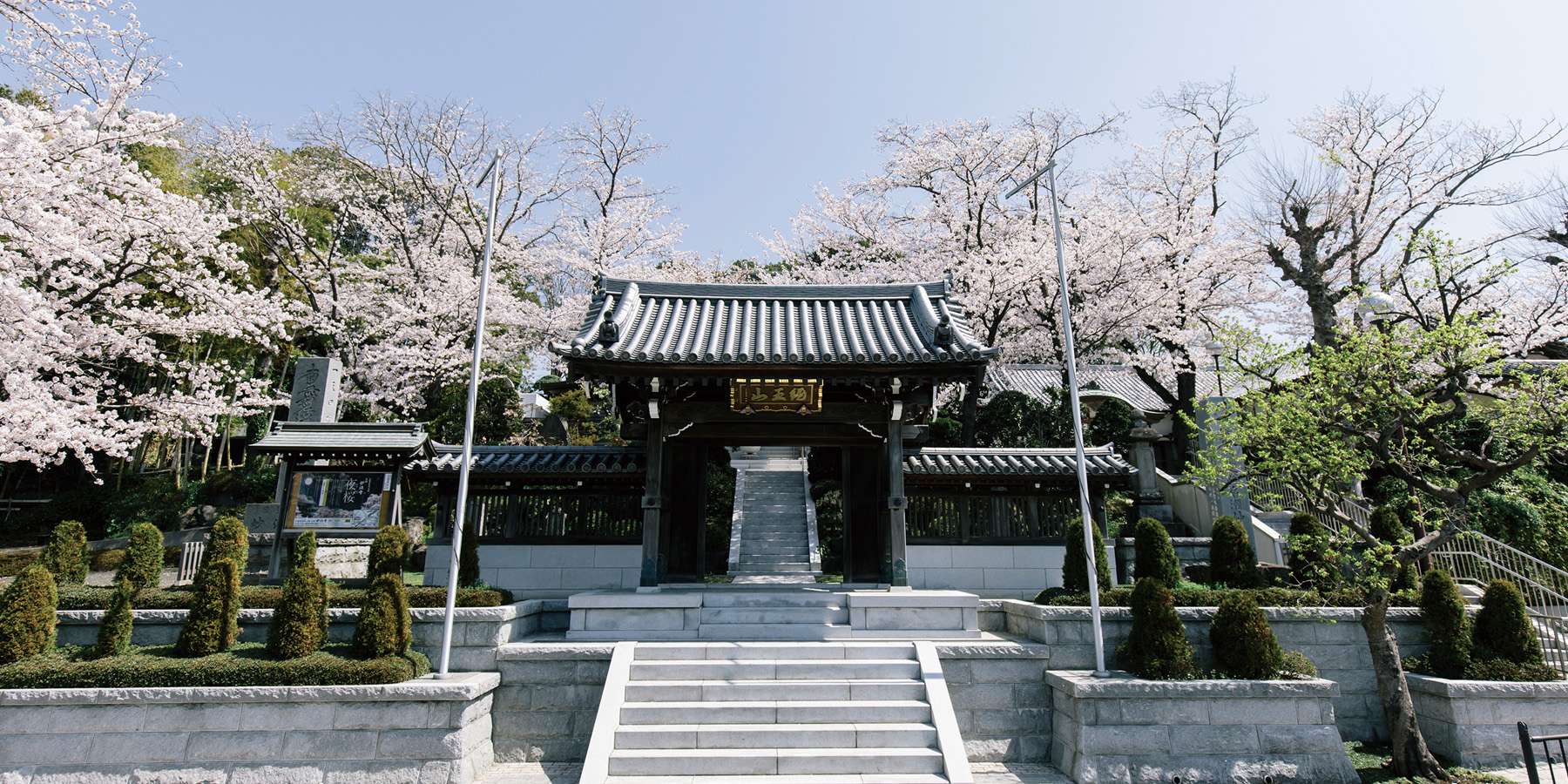 桜の妙法寺